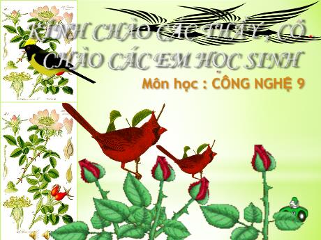 Bài giảng Công Nghệ 9 - Tiết 20, Bài 9: Thực hành lắp đặt mạch điện hai công tắc ba cực điều khiển một đèn