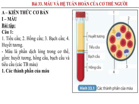 Bài giảng KHTN 8 - Bài 33: Máu và hệ tuần hoàn của cơ thể người