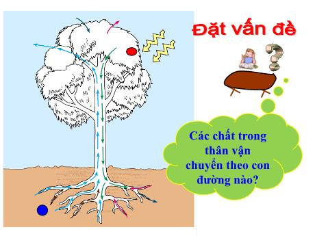 Bài giảng Sinh Học 6 - Bài 17: Vận chuyển các chất trong thân