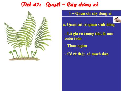 Bài giảng Sinh Học 6 - Tiết 47: Quyết - Cây dương xỉ