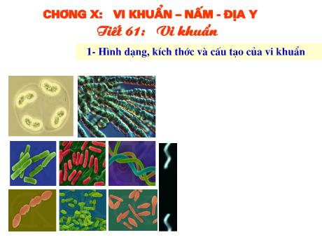 Bài giảng Sinh Học 6 - Tiết 61: Vi khuẩn